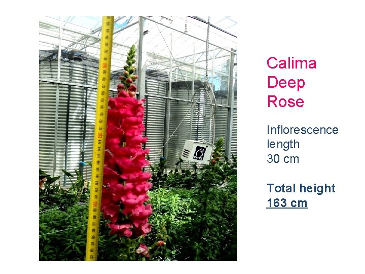 Calima Deep Rose Inflorescence length 30 cm Total height 163 cm 