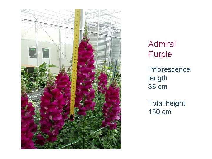 Admiral Purple Inflorescence length 36 cm Total height 150 cm 
