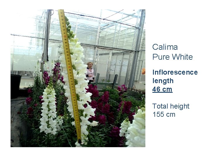 Calima Pure White Inflorescence length 46 cm Total height 155 cm 