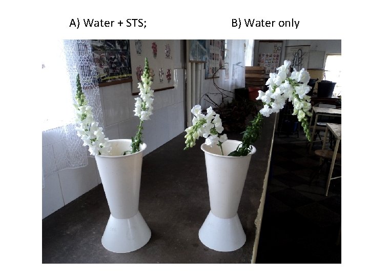 A) Water + STS; B) Water only 