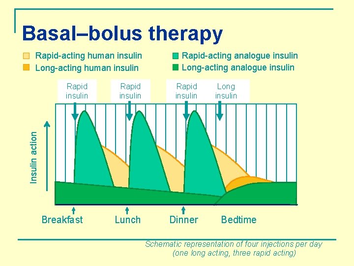 Basal–bolus therapy Rapid-acting human insulin Long-acting human insulin Rapid insulin Lunch Dinner Long insulin