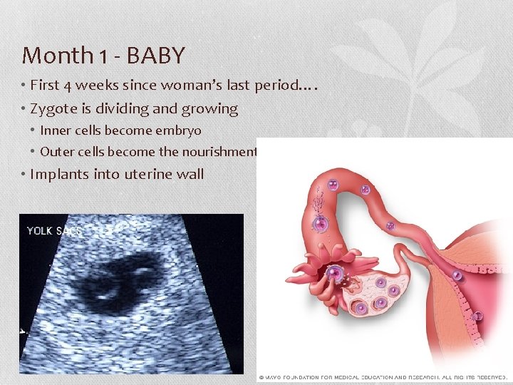 Month 1 - BABY • First 4 weeks since woman’s last period…. • Zygote