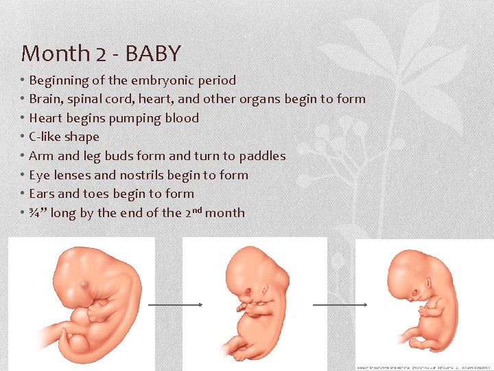 Month 2 - BABY • • Beginning of the embryonic period Brain, spinal cord,