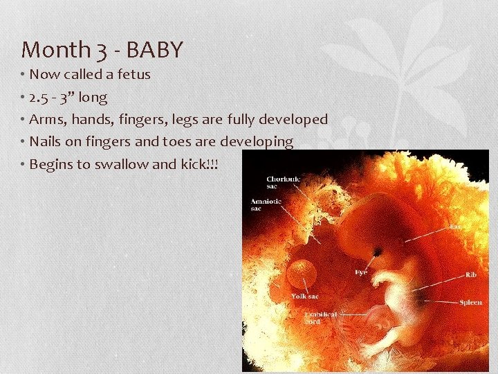 Month 3 - BABY • Now called a fetus • 2. 5 - 3”