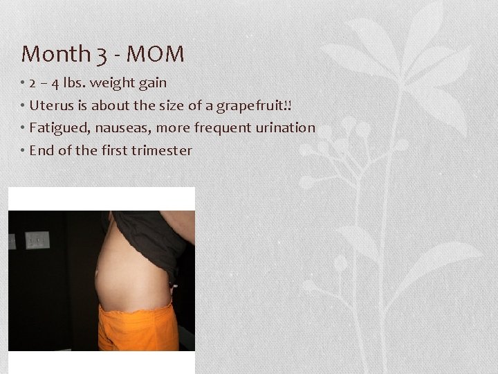 Month 3 - MOM • 2 – 4 lbs. weight gain • Uterus is