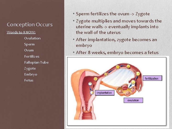 Conception Occurs Words to KNOW: Ovulation Sperm Ovum Fertilizes Fallopian Tube Zygote Embryo Fetus