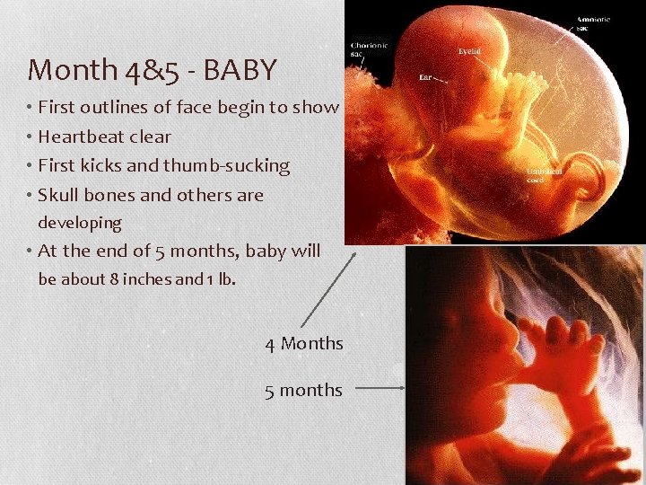 Month 4&5 - BABY • First outlines of face begin to show • Heartbeat