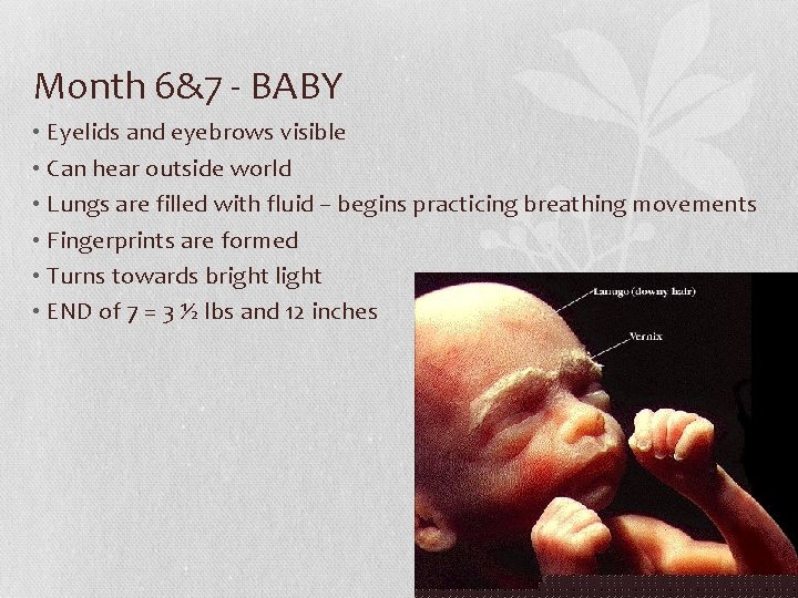 Month 6&7 - BABY • Eyelids and eyebrows visible • Can hear outside world