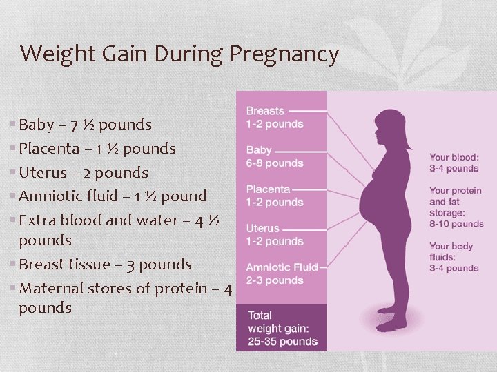 Weight Gain During Pregnancy § Baby – 7 ½ pounds § Placenta – 1