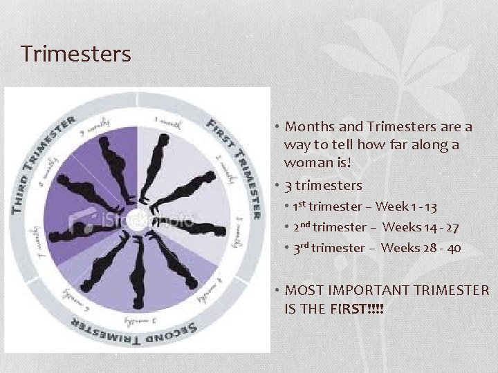 Trimesters • Months and Trimesters are a way to tell how far along a