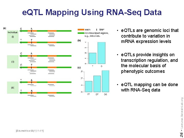 e. QTL Mapping Using RNA-Seq Data • e. QTLs are genomic loci that contribute