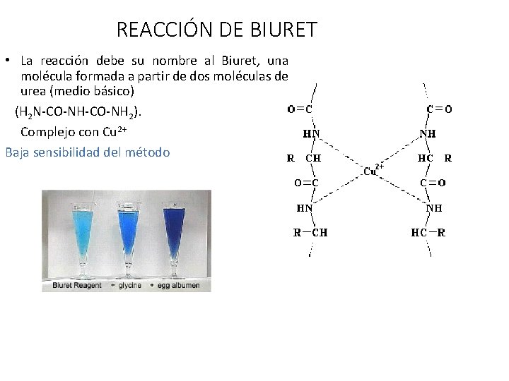 REACCIÓN DE BIURET • La reacción debe su nombre al Biuret, una molécula formada