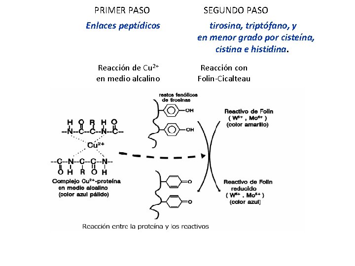 PRIMER PASO Enlaces peptídicos Reacción de Cu 2+ en medio alcalino SEGUNDO PASO tirosina,