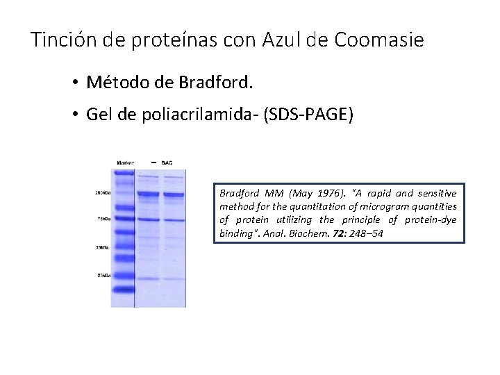 Tinción de proteínas con Azul de Coomasie • Método de Bradford. • Gel de