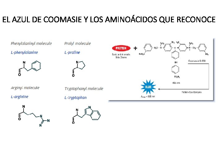 EL AZUL DE COOMASIE Y LOS AMINOÁCIDOS QUE RECONOCE 