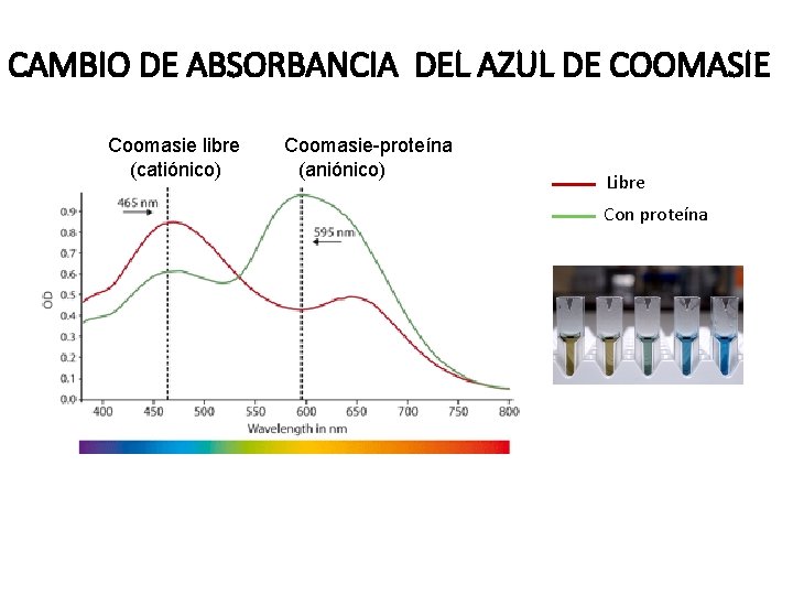 CAMBIO DE ABSORBANCIA DEL AZUL DE COOMASIE Coomasie libre (catiónico) Coomasie-proteína (aniónico) Libre Con