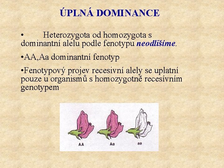 ÚPLNÁ DOMINANCE • Heterozygota od homozygota s dominantní alelu podle fenotypu neodlišíme. • AA,