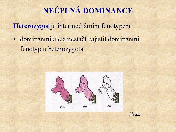 NEÚPLNÁ DOMINANCE Heterozygot je intermediárním fenotypem • dominantní alela nestačí zajistit dominantní fenotyp u