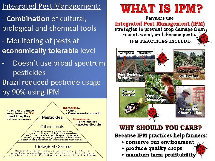 Integrated Pest Management: - Combination of cultural, biological and chemical tools - Monitoring of