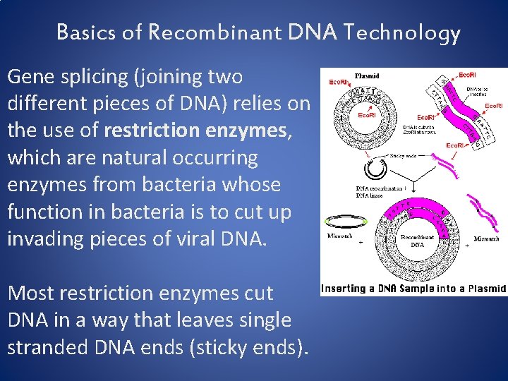 Basics of Recombinant DNA Technology Gene splicing (joining two different pieces of DNA) relies