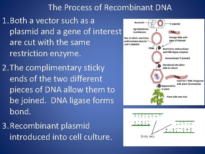 The Process of Recombinant DNA 1. Both a vector such as a plasmid and