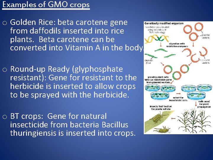 Examples of GMO crops o Golden Rice: beta carotene gene from daffodils inserted into