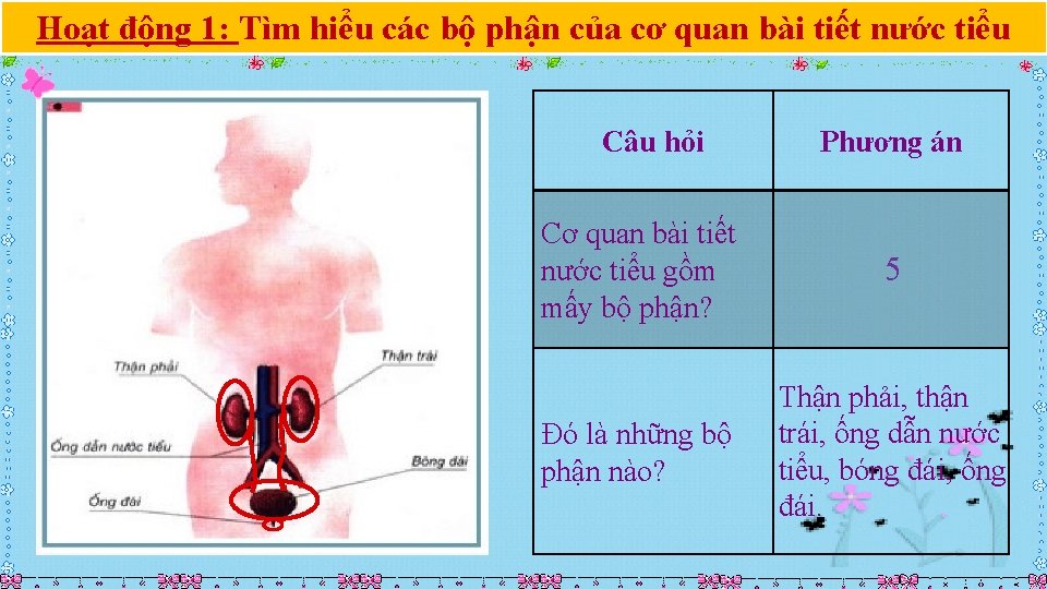 Hoạt động 1: Tìm hiểu các bộ phận của cơ quan bài tiết nước