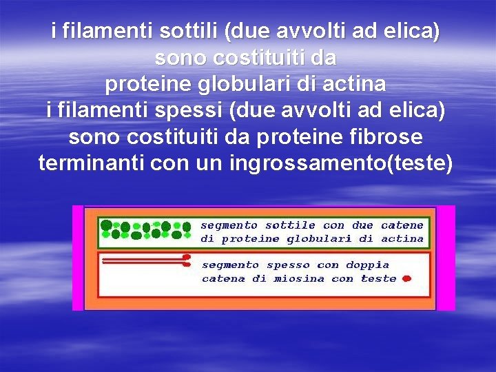 i filamenti sottili (due avvolti ad elica) sono costituiti da proteine globulari di actina