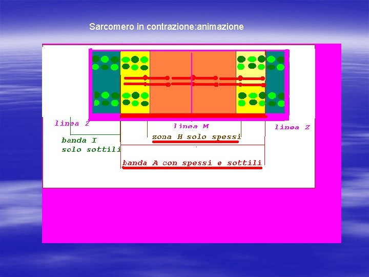 Sarcomero in contrazione: animazione 