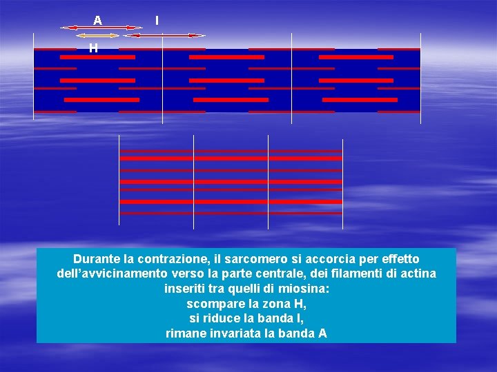 A I H Durante la contrazione, il sarcomero si accorcia per effetto dell’avvicinamento verso