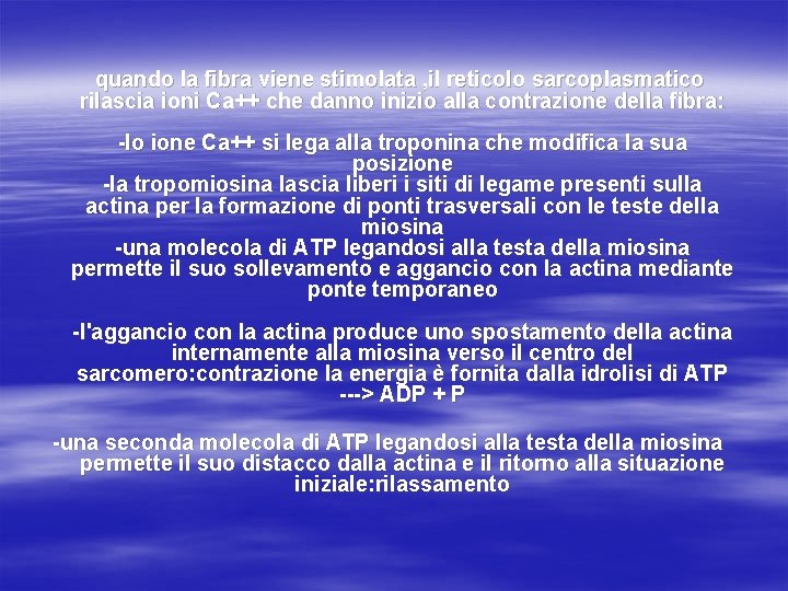 quando la fibra viene stimolata , il reticolo sarcoplasmatico rilascia ioni Ca++ che danno