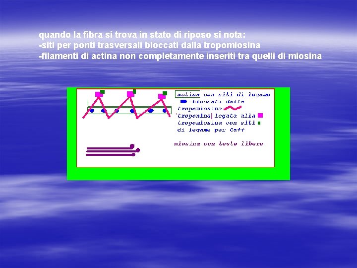 quando la fibra si trova in stato di riposo si nota: -siti per ponti