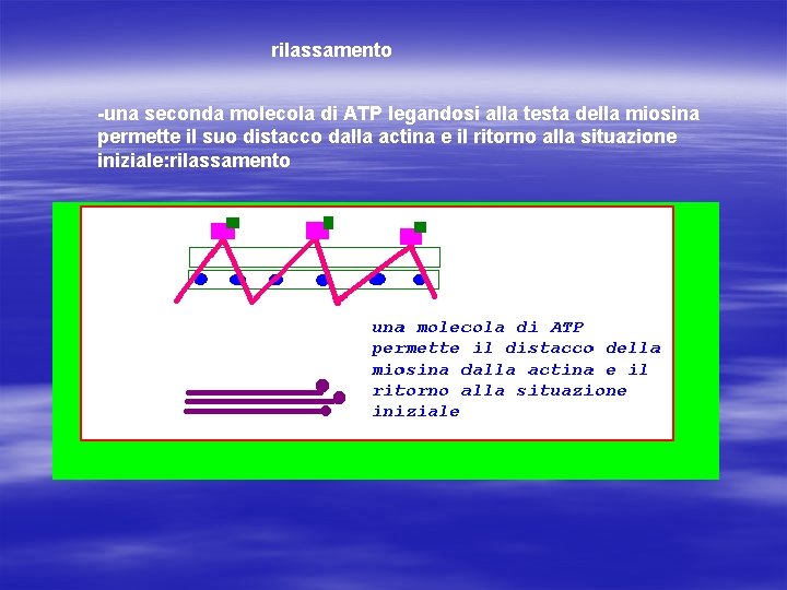 rilassamento -una seconda molecola di ATP legandosi alla testa della miosina permette il suo