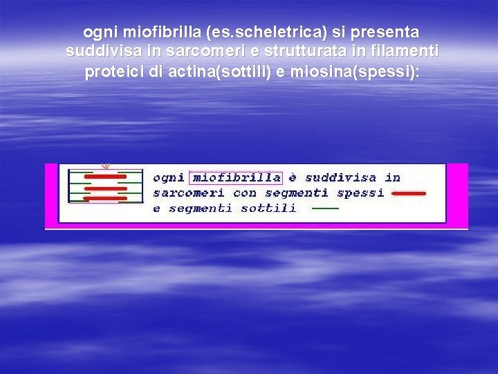 ogni miofibrilla (es. scheletrica) si presenta suddivisa in sarcomeri e strutturata in filamenti proteici