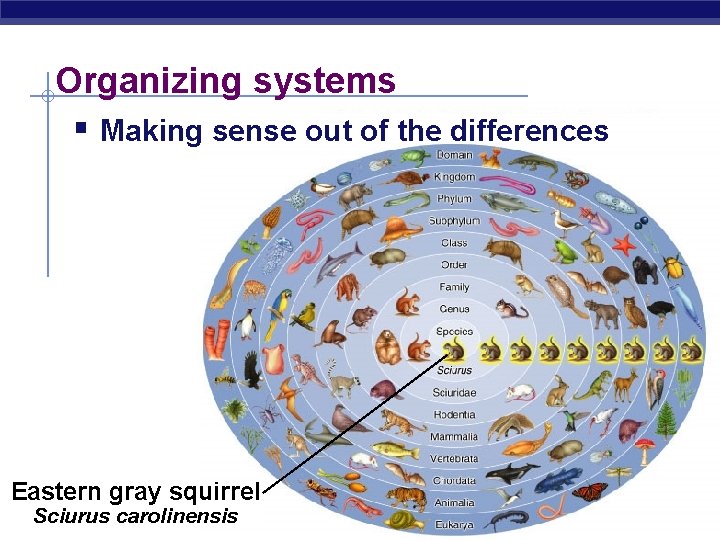 Organizing systems § Making sense out of the differences Eastern gray squirrel Regents Biology