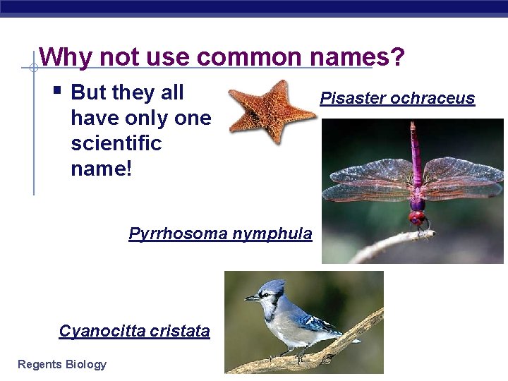 Why not use common names? § But they all Pisaster ochraceus have only one