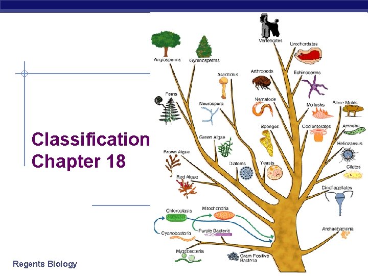 Classification Chapter 18 Regents Biology 2006 -2007 