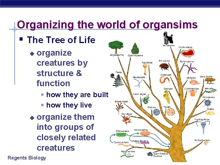 Organizing the world of organsims § The Tree of Life u organize creatures by