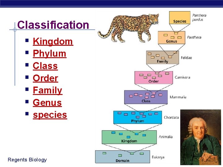 Classification § Kingdom § Phylum § Class § Order § Family § Genus §