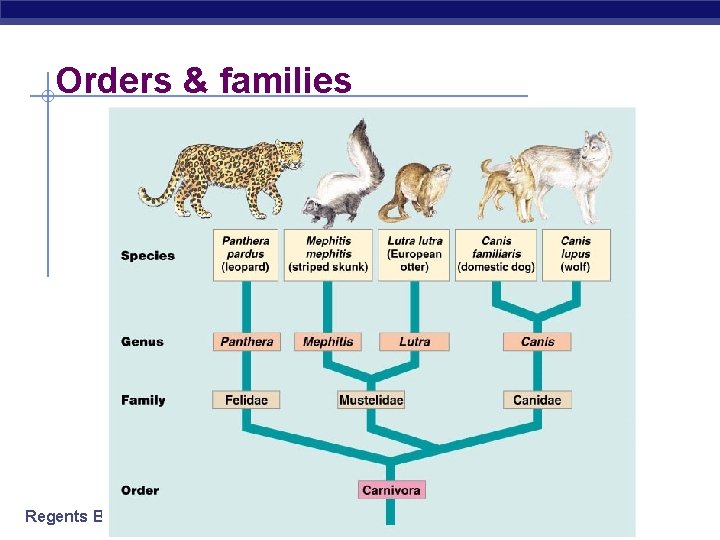 Orders & families Regents Biology 