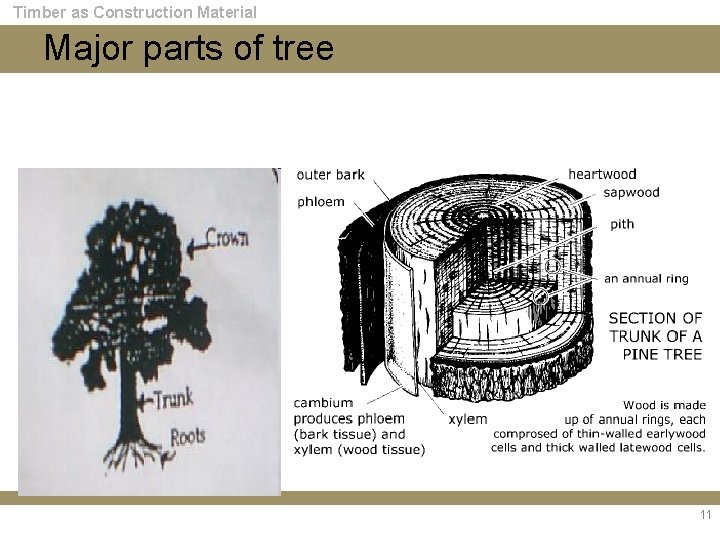 Timber as Construction Material Major parts of tree 11 
