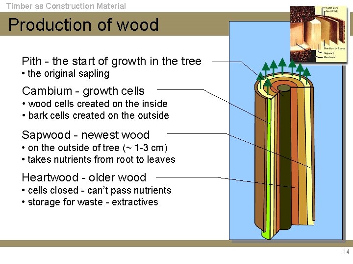 Timber as Construction Material Production of wood Pith - the start of growth in
