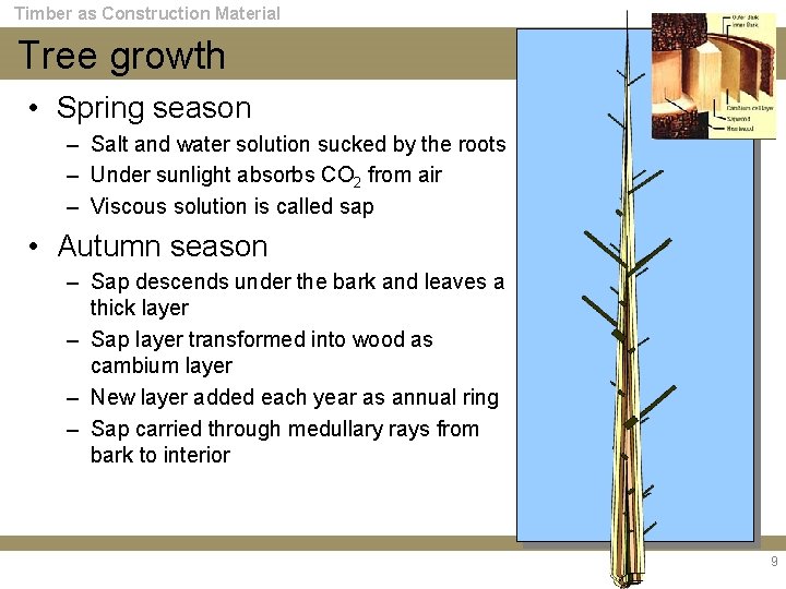 Timber as Construction Material Tree growth • Spring season – Salt and water solution