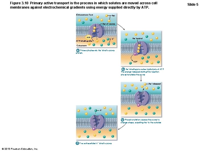 Figure 3. 10 Primary active transport is the process in which solutes are moved