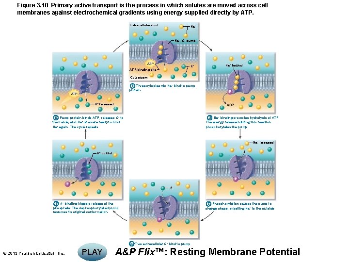 Figure 3. 10 Primary active transport is the process in which solutes are moved