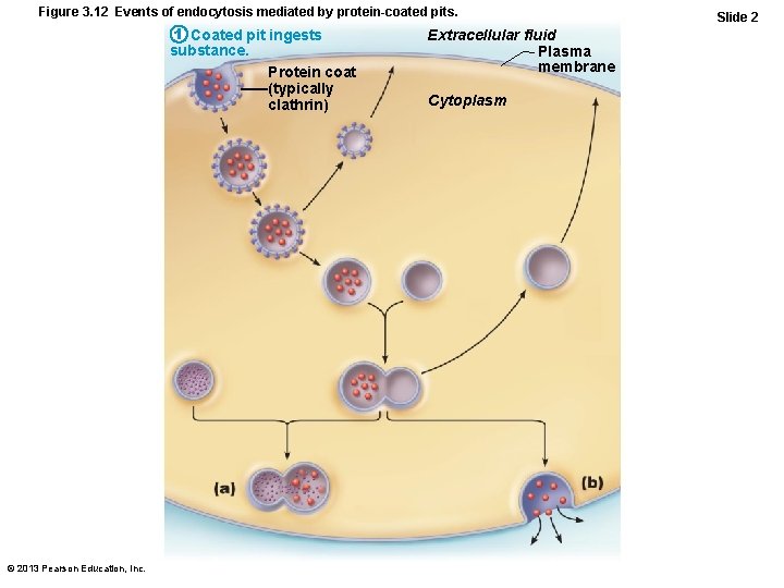 Figure 3. 12 Events of endocytosis mediated by protein-coated pits. 1 Coated pit ingests