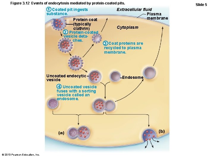 Figure 3. 12 Events of endocytosis mediated by protein-coated pits. 1 Coated pit ingests