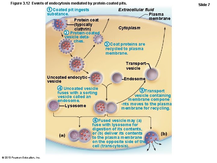 Figure 3. 12 Events of endocytosis mediated by protein-coated pits. 1 Coated pit ingests