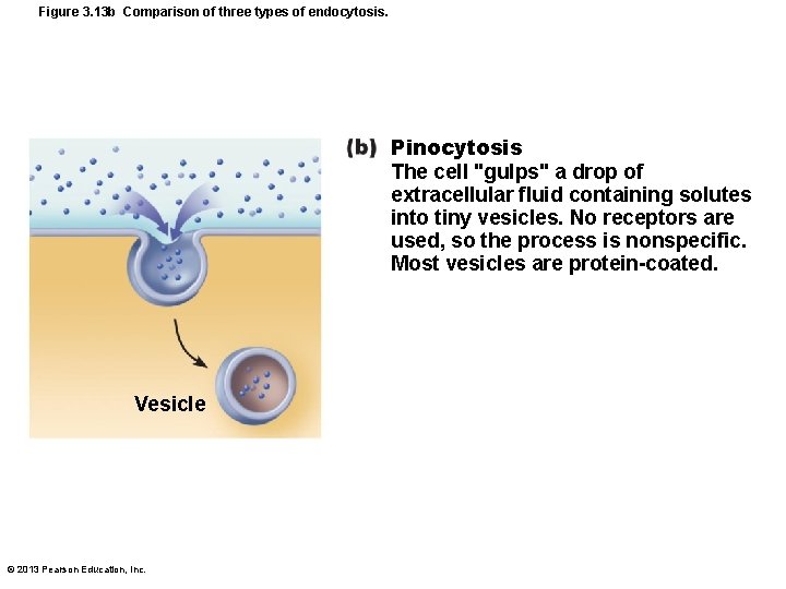 Figure 3. 13 b Comparison of three types of endocytosis. Pinocytosis The cell "gulps"