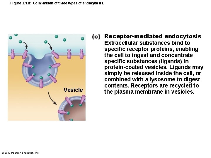 Figure 3. 13 c Comparison of three types of endocytosis. Vesicle © 2013 Pearson